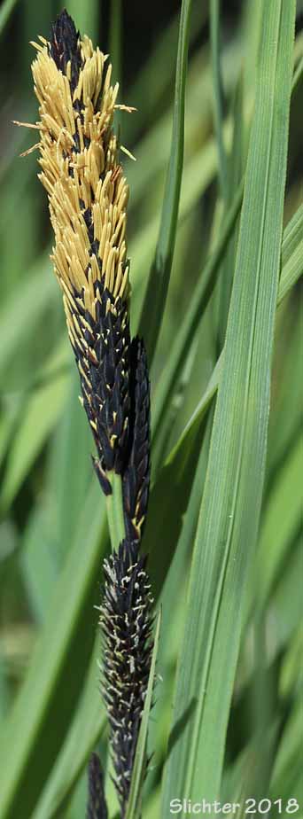 Inflorescence of Nebraska Sedge: Carex nebrascensis (Synonyms: Carex jamesii, Carex nebrascensis var. eruciformis, Carex nebrascensis var. praevia, Carex nebrascensis var. ultriformis, Carex nebraskensis)