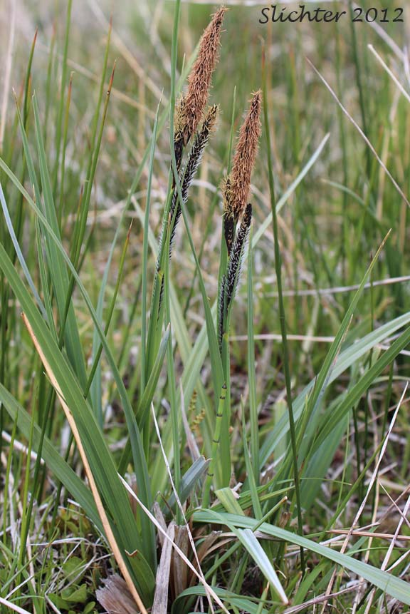 Nebraska Sedge: Carex nebrascensis (Synonyms: Carex jamesii, Carex nebrascensis var. eruciformis, Carex nebrascensis var. praevia, Carex nebrascensis var. ultriformis, Carex nebraskensis)