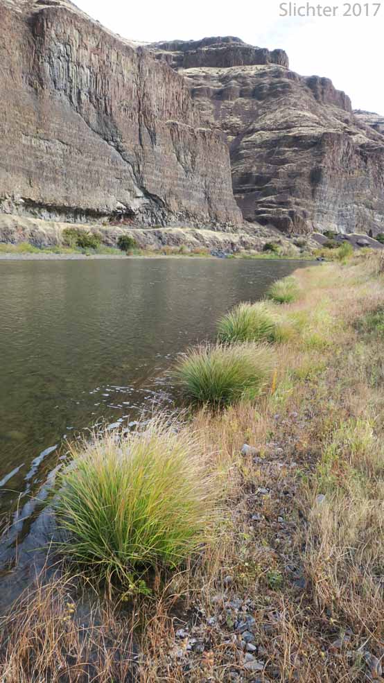 Habitat of Naked Sedge, Torrent Sedge: Carex nudata (Synonyms: Carex acutina, Carex bishallii, Carex hallii, Carex nudata var. anomala, Carex suborbiculata, Carex tenacissima)