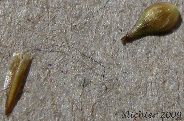 Scale and perigynia of Synonyms: Carex festiva var. gracilis, Carex festiva var. pachystachya, Carex macloviana ssp. pachystachya, Carex macloviana var. pachystachya, Carex pachystachya ssp. pachystachya, Carex pachystachya var. gracilis, Carex pachystachya var. monds-coulteri, Carex platylepis