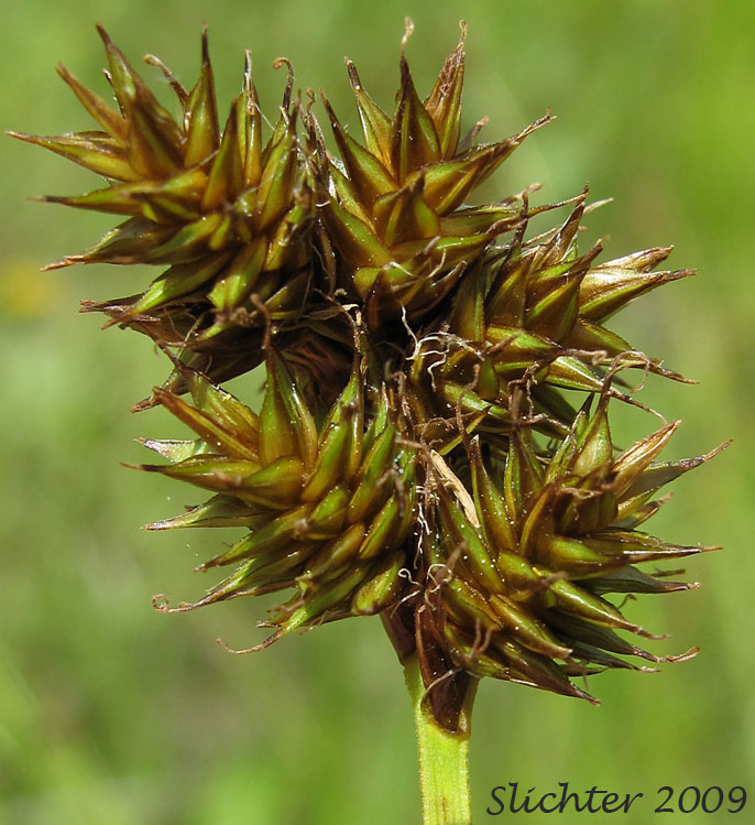 Inflorescence of Synonyms: Carex festiva var. gracilis, Carex festiva var. pachystachya, Carex macloviana ssp. pachystachya, Carex macloviana var. pachystachya, Carex pachystachya ssp. pachystachya, Carex pachystachya var. gracilis, Carex pachystachya var. monds-coulteri, Carex platylepis