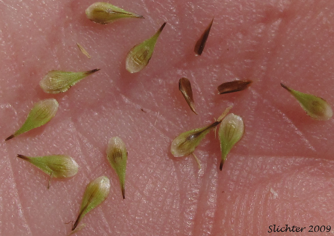 Perigynia and scales of Chamisso Sedge, Thick-head Sedge, Thick-headed Sedge: Carex pachystachya (Synonyms: Carex festiva var. gracilis, Carex festiva var. pachystachya, Carex macloviana ssp. pachystachya, Carex macloviana var. pachystachya, Carex pachystachya ssp. pachystachya, Carex pachystachya var. gracilis, Carex pachystachya var. monds-coulteri, Carex platylepis)