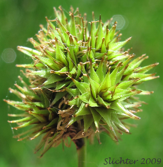 Inflorescence of Chamisso Sedge, Thick-head Sedge, Thick-headed Sedge: Carex pachystachya (Synonyms: Carex festiva var. gracilis, Carex festiva var. pachystachya, Carex macloviana ssp. pachystachya, Carex macloviana var. pachystachya, Carex pachystachya ssp. pachystachya, Carex pachystachya var. gracilis, Carex pachystachya var. monds-coulteri, Carex platylepis)