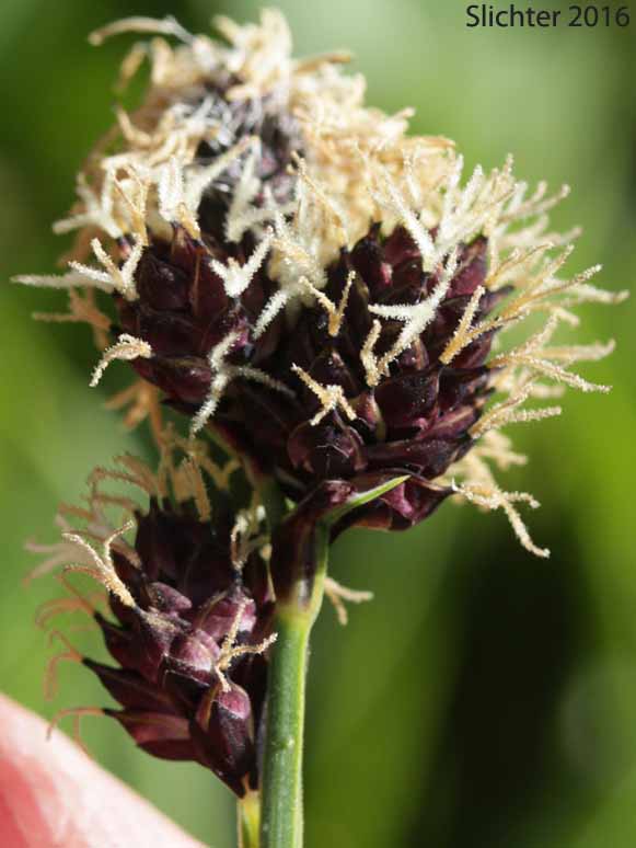 Inflorescence of Payson's Sedge: Carex paysonis (Synonyms: Carex podocarpa, Carex podocarpa var. paysonis, Carex tolmiei)