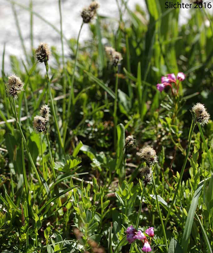 Payson's Sedge: Carex paysonis (Synonyms: Carex podocarpa, Carex podocarpa var. paysonis, Carex tolmiei)
