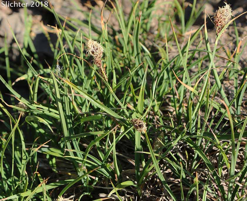 Payson's Sedge: Carex paysonis (Synonyms: Carex podocarpa, Carex podocarpa var. paysonis, Carex tolmiei)