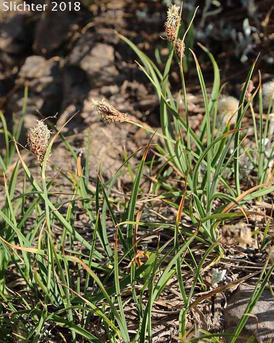 Payson's Sedge: Carex paysonis (Synonyms: Carex podocarpa, Carex podocarpa var. paysonis, Carex tolmiei)