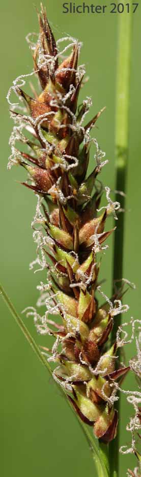 Lateral female spike of Woolly Sedge: Carex pellita (Synonyms: Carex lanuginosa, Carex lasiocarpa var. latifolia)