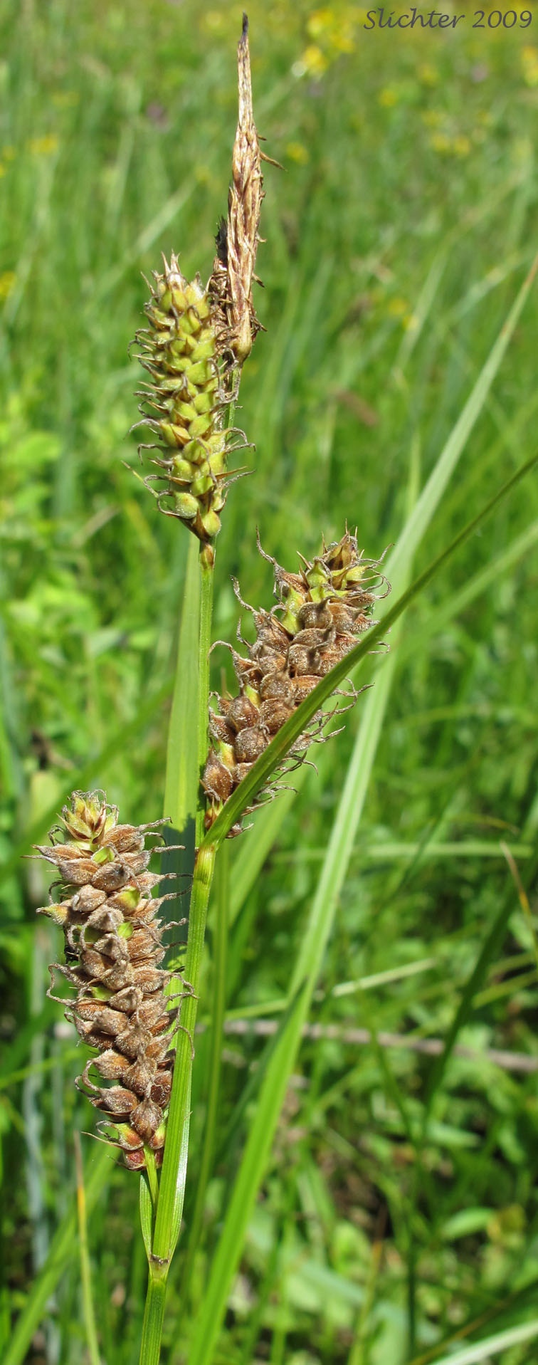 Inflorescence of Woolly Sedge: Carex pellita (Synonym: Carex lanuginosa)
