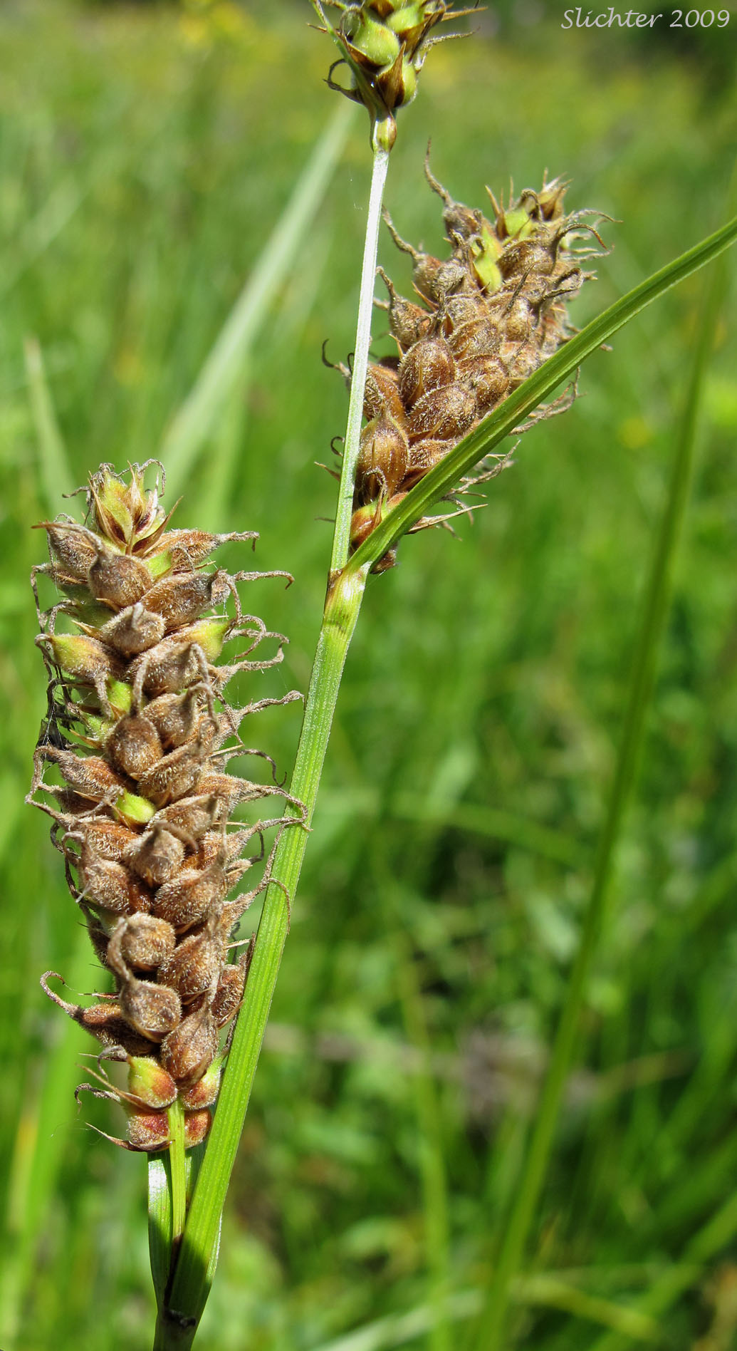 Inflorescence of Woolly Sedge: Carex pellita (Synonym: Carex lanuginosa)