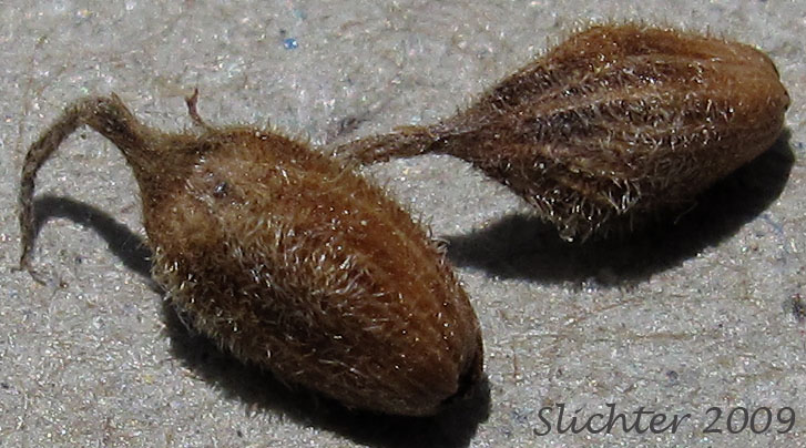 Perigynia of Woolly Sedge: Carex pellita (Synonym: Carex lanuginosa)