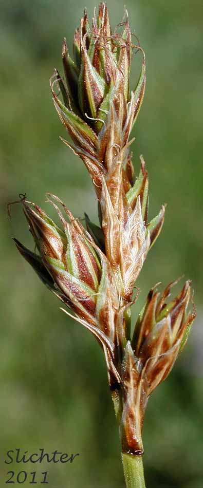 Dunhead Sedge, Mountain Hare Sedge: Carex phaeocephala (Synonym: Synonym: Carex eastwoodiana)