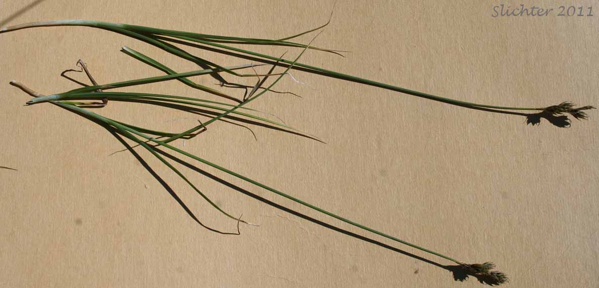 Dunhead Sedge, Mountain Hare Sedge: Carex phaeocephala (Synonym: Synonym: Carex eastwoodiana)