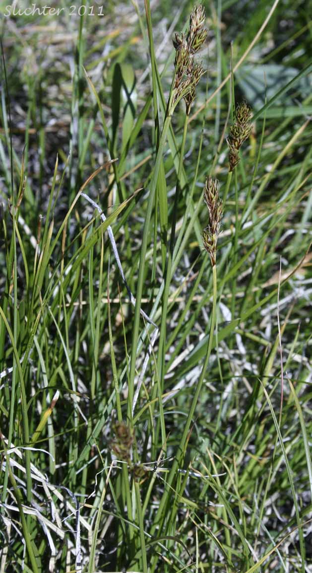 Dunhead Sedge, Mountain Hare Sedge: Carex phaeocephala (Synonym: Synonym: Carex eastwoodiana)