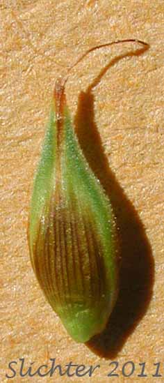 Close-up of a perigynia of Dunhead Sedge, Mountain Hare Sedge: Carex phaeocephala (Synonym: Synonym: Carex eastwoodiana)