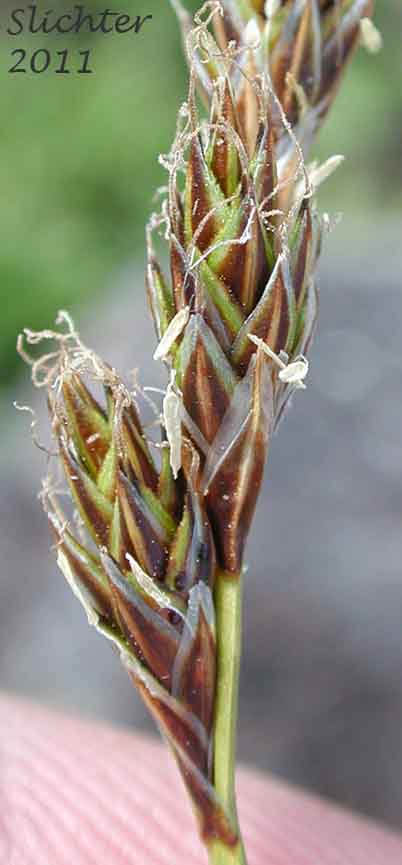 Close-up of the inflorescence of Dunhead Sedge, Mountain Hare Sedge: Carex phaeocephala (Synonym: Synonym: Carex eastwoodiana)