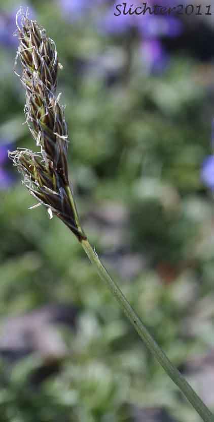 Inflorescence of Dunhead Sedge, Mountain Hare Sedge: Carex phaeocephala (Synonym: Synonym: Carex eastwoodiana)