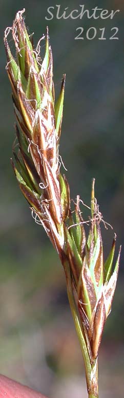 Close-up of the inflorescence of Dunhead Sedge, Mountain Hare Sedge: Carex phaeocephala (Synonym: Synonym: Carex eastwoodiana)