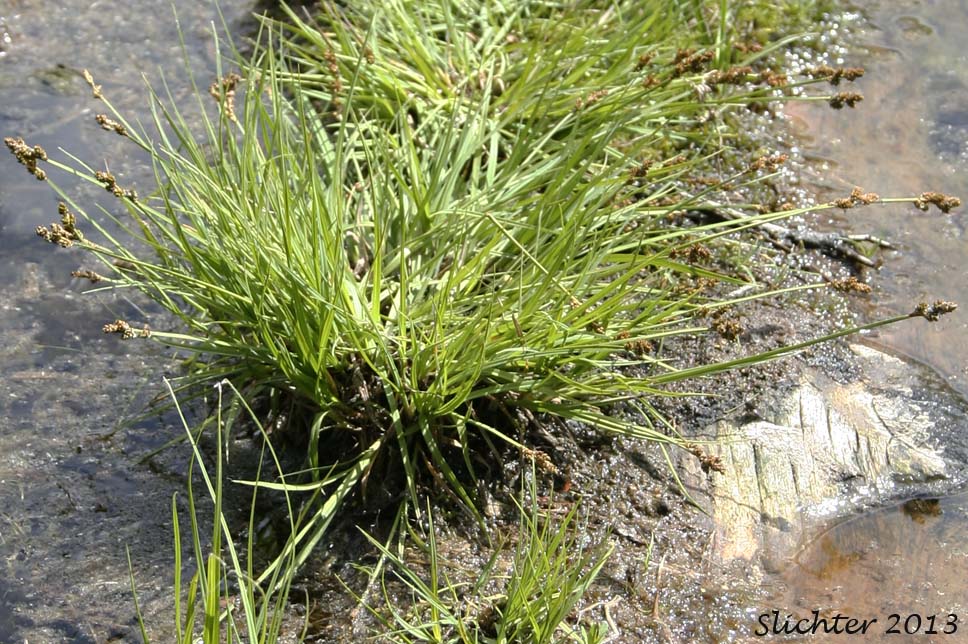 Lakeside habitat of Early Sedge, Teacher's Sedge: Carex praeceptorum (Synonyms: Carex heleonastes var. dubia, Carex praeceptorium)