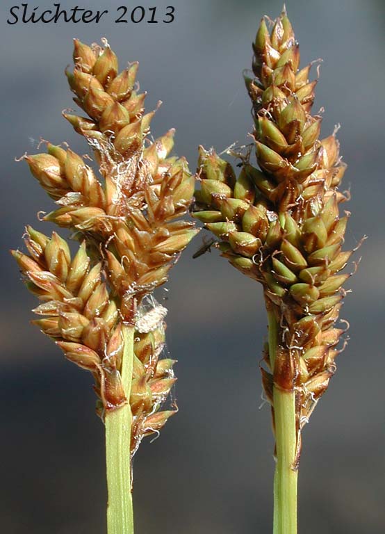Inflorescence of Early Sedge, Teacher's Sedge: Carex praeceptorum (Synonyms: Carex heleonastes var. dubia, Carex praeceptorium)