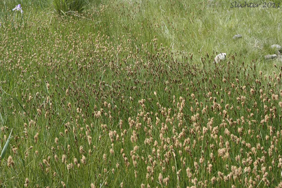 Clustered Field Sedge, Blackcreeper Sedge: Carex praegracilis (Synonym: Carex camporum)
