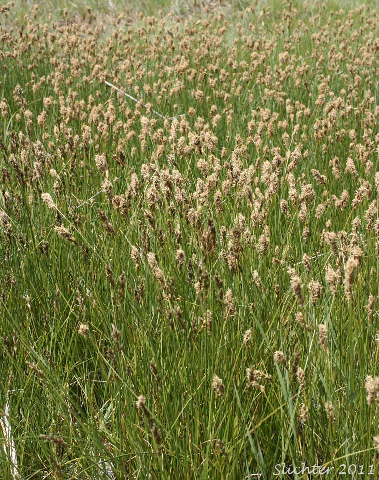 Clustered Field Sedge, Blackcreeper Sedge: Carex praegracilis (Synonym: Carex camporum)