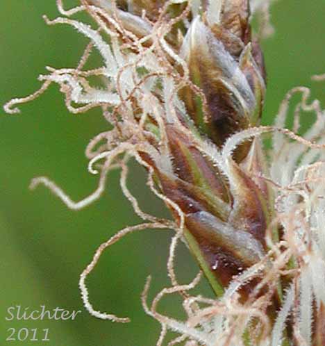 Scales and stigmas of Clustered Field Sedge, Blackcreeper Sedge: Carex praegracilis (Synonym: Carex camporum)