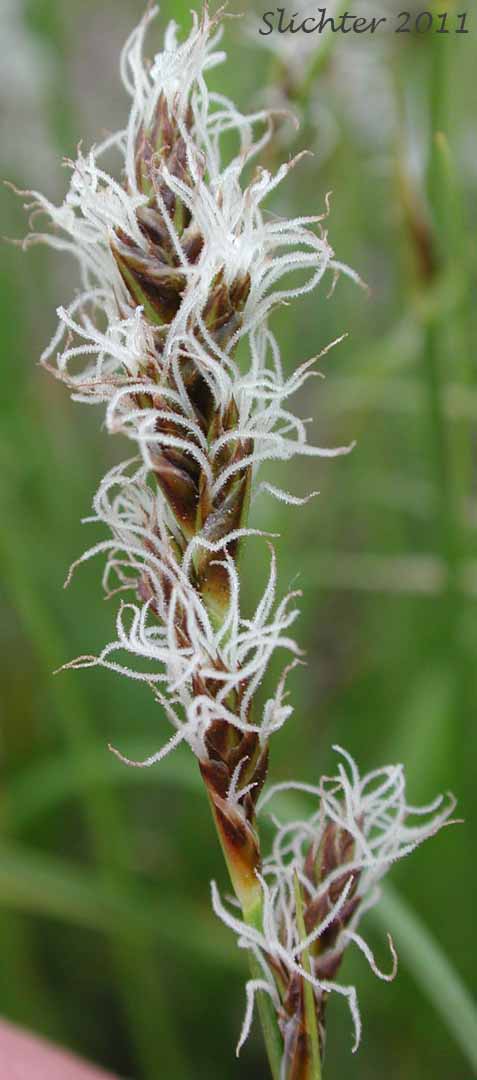 Female inflorescence of Clustered Field Sedge, Blackcreeper Sedge: Carex praegracilis (Synonym: Carex camporum)