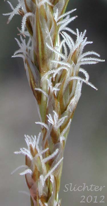 Close-up of a female spike of Clustered Field Sedge, Blackcreeper Sedge: Carex praegracilis (Synonym: Carex camporum)