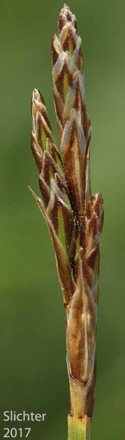 Inflorescence of Meadow Sedge: Carex praticola (Synonyms: Carex piperi, Carex praticola var. subcoriacea)