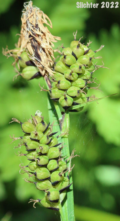 Raynold's Sedge: Carex raynoldsii (Synonym: Carex lyallii)