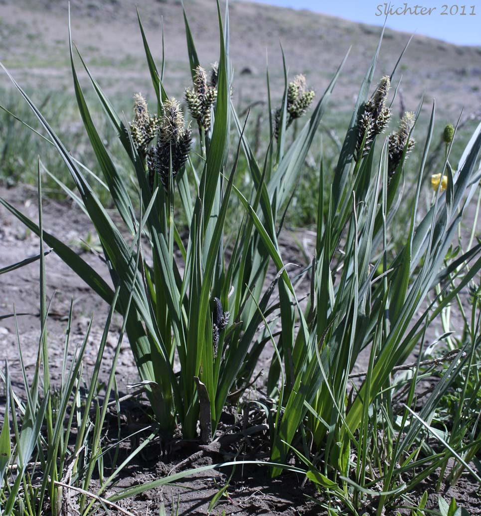 Raynold's Sedge: Carex raynoldsii (Synonym: Carex lyallii)