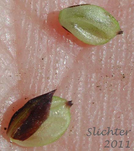 Perigynia of Raynold's Sedge: Carex raynoldsii (Synonym: Carex lyallii)