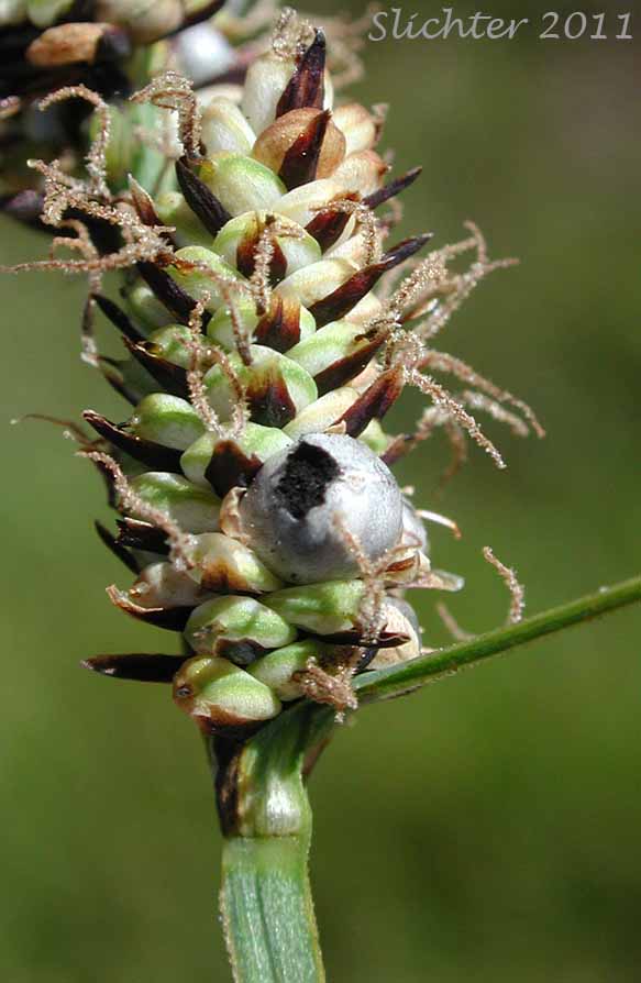 Female spike of Raynold's Sedge: Carex raynoldsii (Synonym: Carex lyallii)