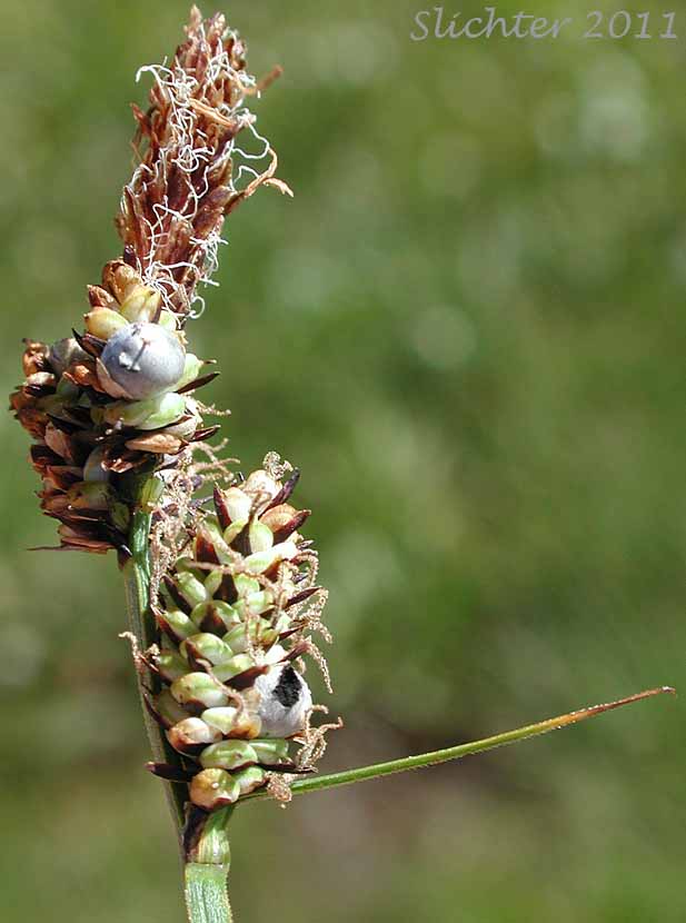 Inflorescence of Raynold's Sedge: Carex raynoldsii (Synonym: Carex lyallii)