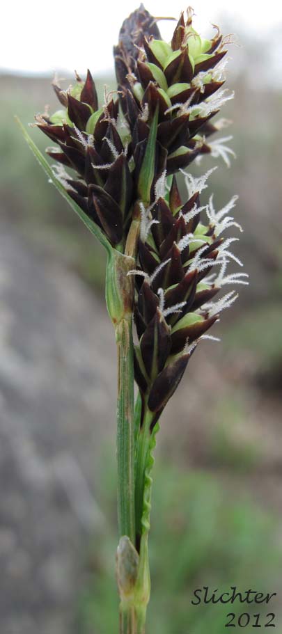 Raynold's Sedge: Carex raynoldsii (Synonym: Carex lyallii)