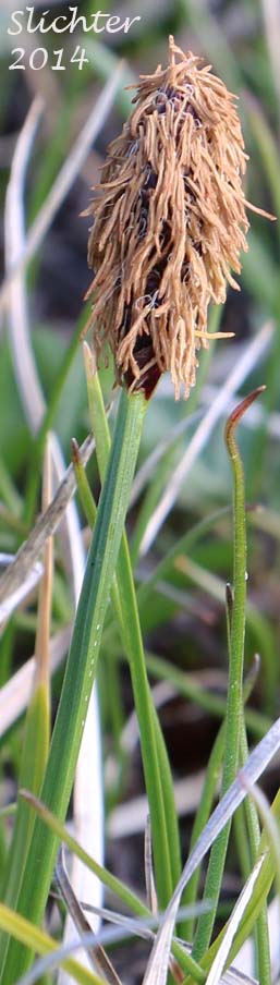 Male spike of Western Singlespike Sedge, Western Single Spiked Sedge: Carex scirpoidea ssp. pseudoscirpoidea (Synonyms: Carex pseudoscirpoidea, Carex scirpoidea var. pseudoscirpoidea)