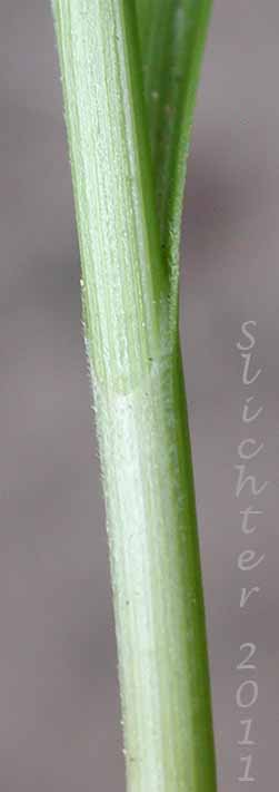 Close-up of the junction of the leaf blade with the sheath of Northern Singlespike Sedge, Snowbank Sedge: Carex scirpoidea ssp. scirpoidea (Synonyms: Carex athabascensis, Carex scirpiformis, Carex scirpoidea var. scirpiformis)