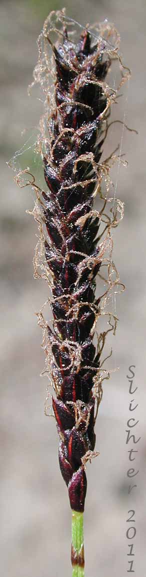 Spike from a female plant of Northern Singlespike Sedge, Snowbank Sedge: Carex scirpoidea ssp. scirpoidea (Synonyms: Carex athabascensis, Carex scirpiformis, Carex scirpoidea var. scirpiformis)