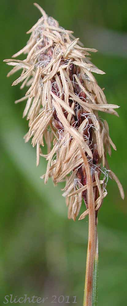 Spike from a male plant of Northern Singlespike Sedge, Snowbank Sedge: Carex scirpoidea ssp. scirpoidea (Synonyms: Carex athabascensis, Carex scirpiformis, Carex scirpoidea var. scirpiformis)