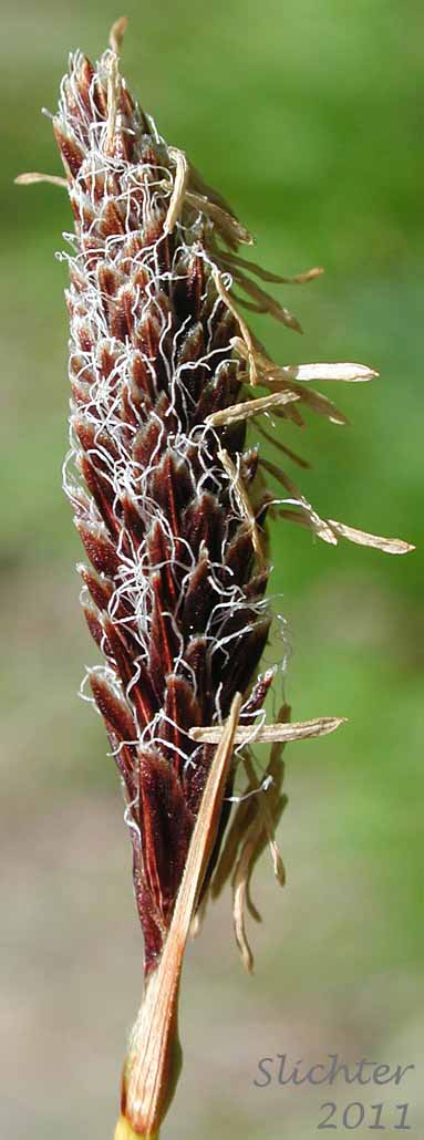 Spike from a male plant of Northern Singlespike Sedge, Snowbank Sedge: Carex scirpoidea ssp. scirpoidea (Synonyms: Carex athabascensis, Carex scirpiformis, Carex scirpoidea var. scirpiformis)