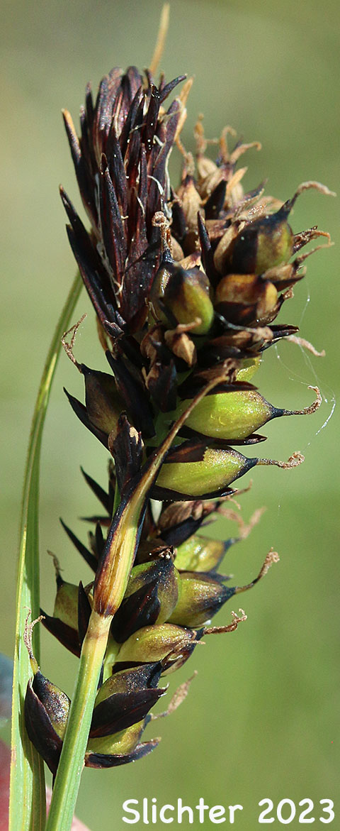 Inflorescence of Rocky Mountain Sedge, Mountain Sedge, Sierra Alpine Sedge: Carex scopulorum var. bracteosa (Synonyms: Carex campylocarpa, Carex campylocarpa ssp. affinis, Carex gymnoclada, Carex scopulorum var. scopulorum)