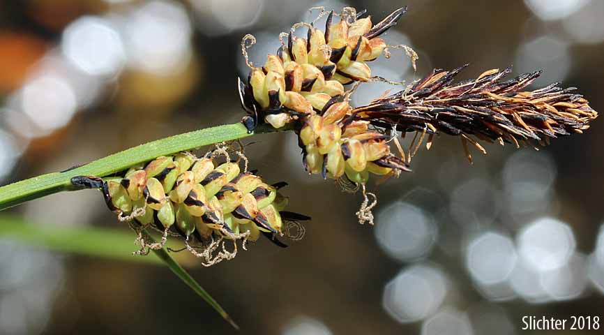 Inflorescence of Rocky Mountain Sedge, Mountain Sedge, Sierra Alpine Sedge: Carex scopulorum var. bracteosa (Synonyms: Carex campylocarpa, Carex campylocarpa ssp. affinis, Carex gymnoclada, Carex scopulorum var. scopulorum)