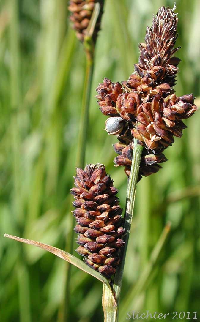 Inflorescence of Rocky Mountain Sedge, Mountain Sedge, Sierra Alpine Sedge: Carex scopulorum var. bracteosa (Synonyms: Carex campylocarpa, Carex campylocarpa ssp. affinis, Carex gymnoclada, Carex scopulorum var. scopulorum)
