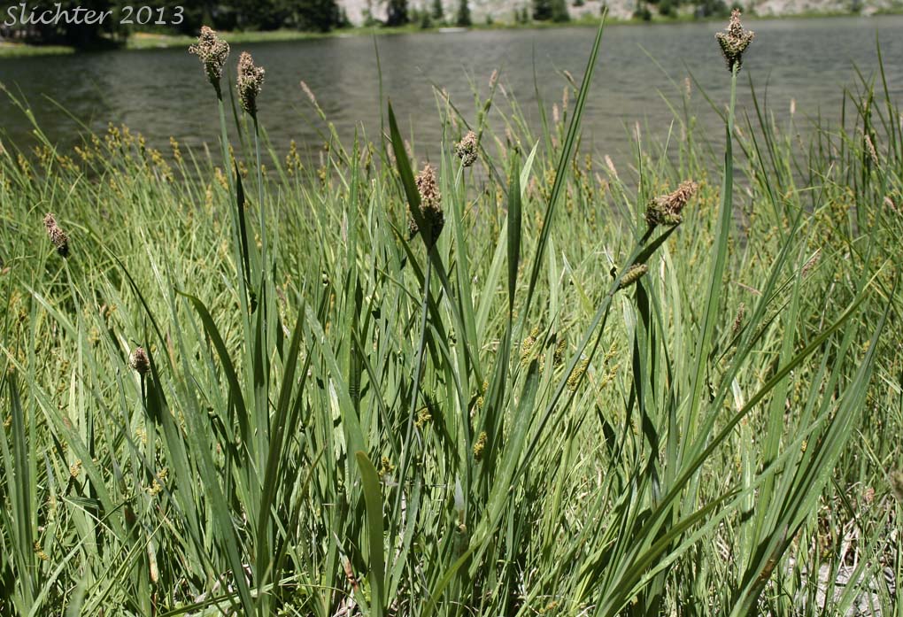 Rocky Mountain Sedge, Mountain Sedge, Sierra Alpine Sedge: Carex scopulorum var. bracteosa (Synonyms: Carex campylocarpa, Carex campylocarpa ssp. affinis, Carex gymnoclada, Carex scopulorum var. scopulorum)