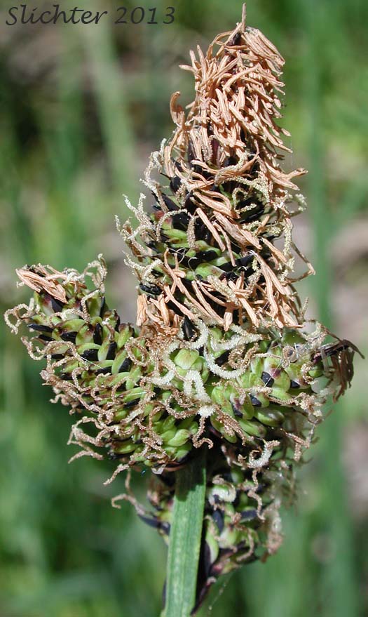 Inflorescnece of Rocky Mountain Sedge, Mountain Sedge, Sierra Alpine Sedge: Carex scopulorum var. bracteosa (Synonyms: Carex campylocarpa, Carex campylocarpa ssp. affinis, Carex gymnoclada, Carex scopulorum var. scopulorum)