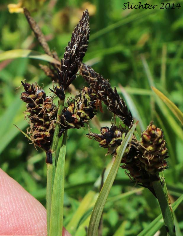 Rocky Mountain Sedge, Mountain Sedge, Sierra Alpine Sedge: Carex scopulorum var. bracteosa (Synonyms: Carex campylocarpa, Carex campylocarpa ssp. affinis, Carex gymnoclada, Carex scopulorum var. scopulorum)