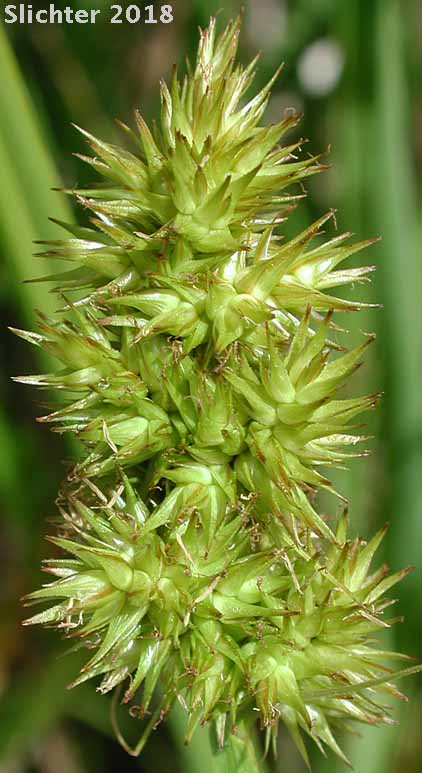 Inflorescence of Awl-fruit Sedge, Owl-fruited Sedge, Sawbeak Sedge: Carex stipata var. stipata