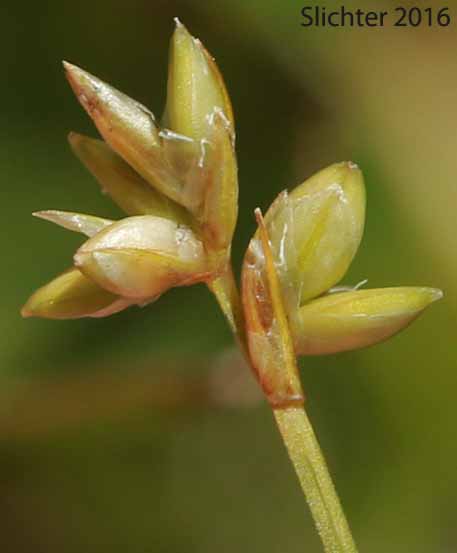 Inflorescence of Sparseflower Sedge, Sparse-flowered Sedge: Carex tenuiflora