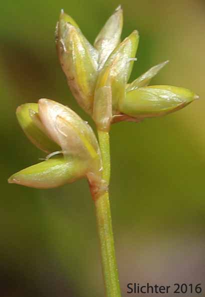 Inflorescence of Sparseflower Sedge, Sparse-flowered Sedge: Carex tenuiflora